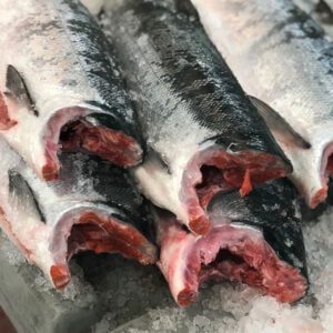 17 SOCKEYE MAIN