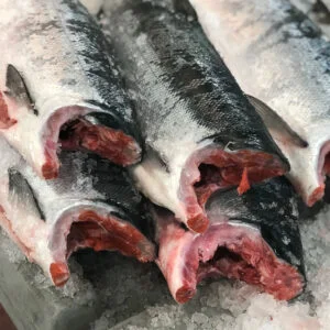 17 SOCKEYE MAIN