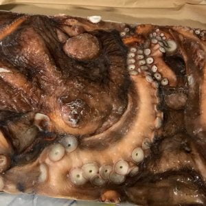 Frozen Wild Pacific Octopus
