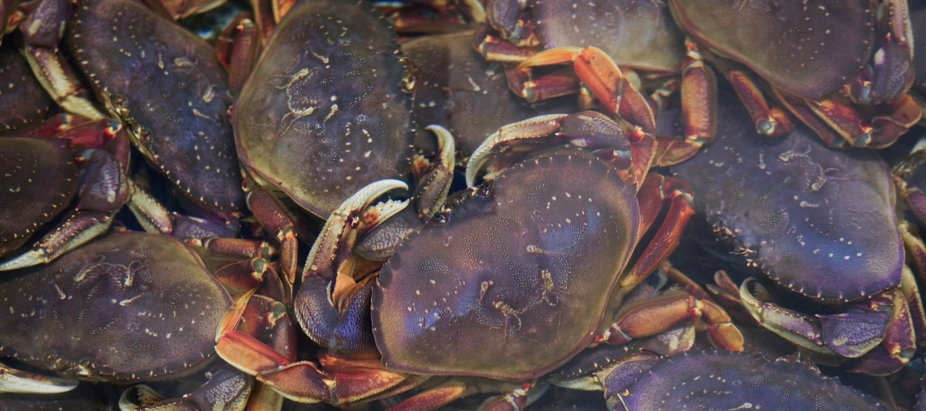 seafood-wholesale-vancouver