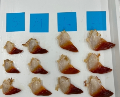 artic-surf-clams-wholesale-hokkigai