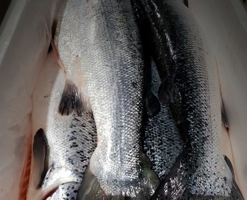 Fresh Farmed Atlantic Salmon atlantic-salmon