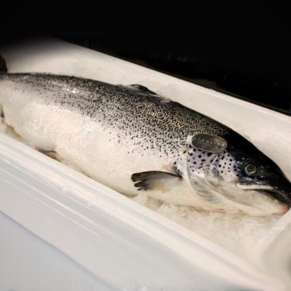 atlantic-salmon-wholesale-seafood