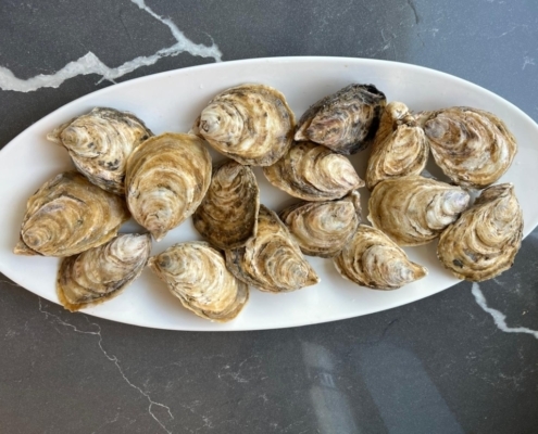 buy-pacifc-oysters