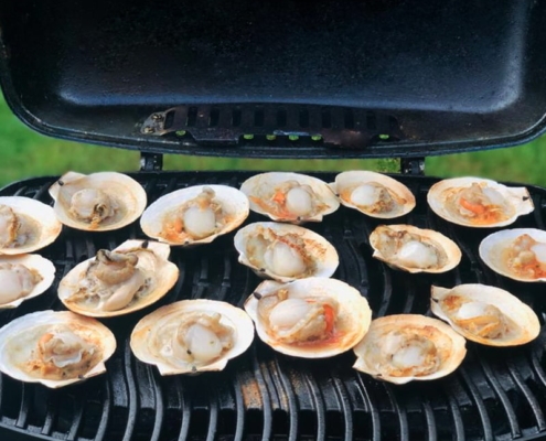 Frozen Wild Sea Scallop buy-scallops-canada-wholesale