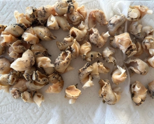 cooked-whelk-meat-vancouver