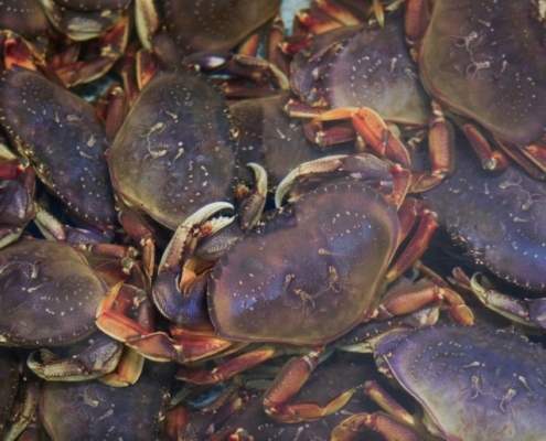 Live Dungeness Crab dungeness-crab-wholesale