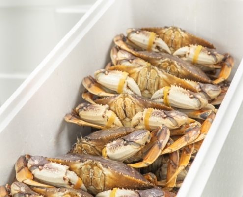 Live Dungeness Crab dungeness-crab-wholesale-price