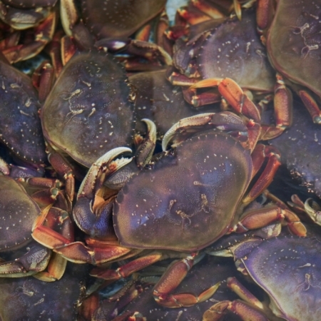 dungeness-crabjumbo-oysters-wholesale-seafood