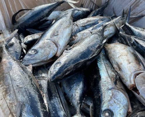 frozen-albacore-tuna-wholesale