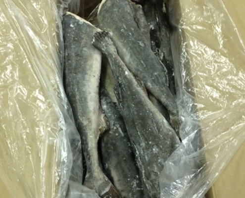 frozen-black-cod-wholesale