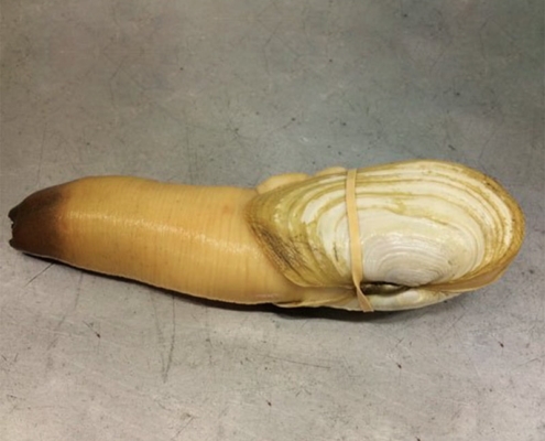 geoduck-price