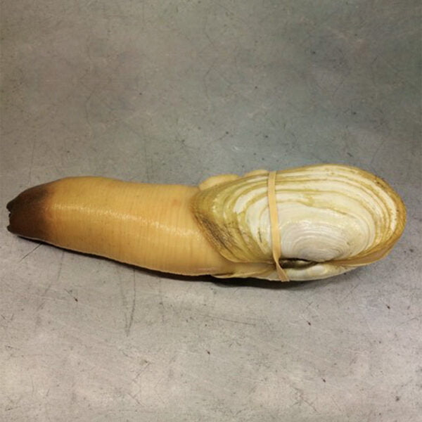 geoduck-wholesale-seafood