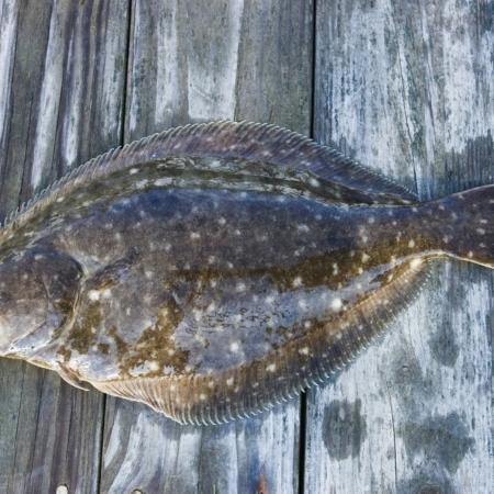 halibut-wholesale-seafood