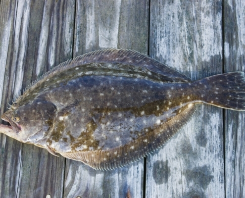 halibut-wholesale-vancouver