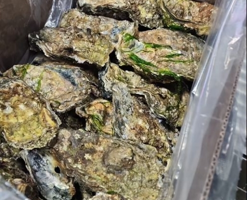 jumbo-oysters-canada