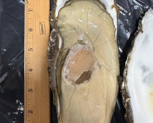 jumbo-oysters-for-sale