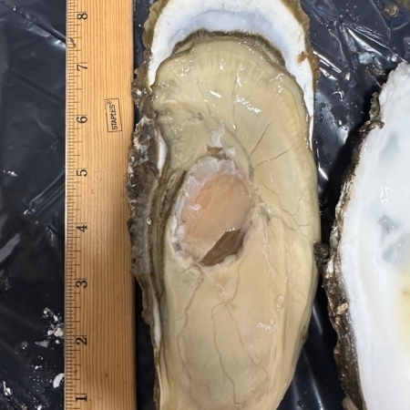 jumbo-oysters-wholesale-seafood