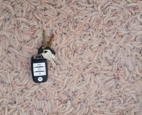 krill-superba-aquafeed