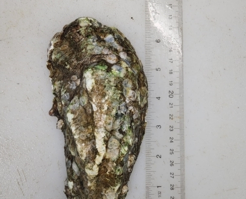 large-jumbo-oysters