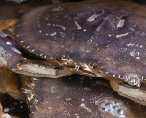 Live Dungeness Crab live-dungeness-crab-for-sale