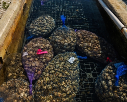 Live Manila Clams live-manila-clams