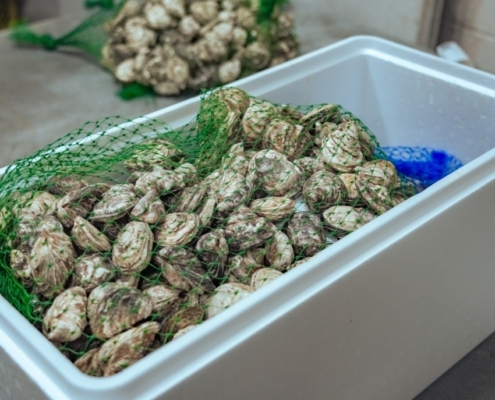 live-pacific-oysters-canada