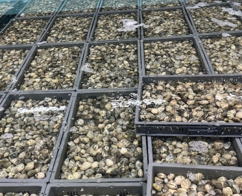 Live Manila Clams manila-clams-bc