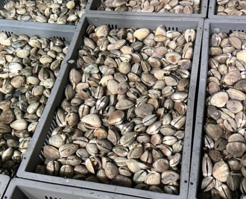 Live Manila Clams manila-clams-canada