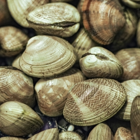 manila-clams-wholesale-seafood