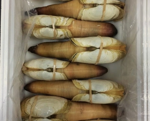 pacific-geoduck-for-sale