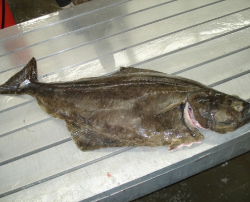 pacific-halibut-wholesale