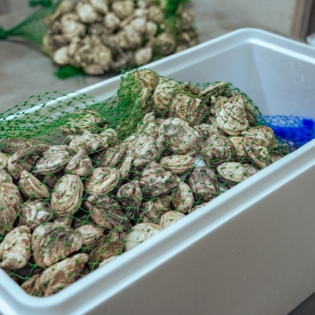 pacific-oysters-wholesale-seafood