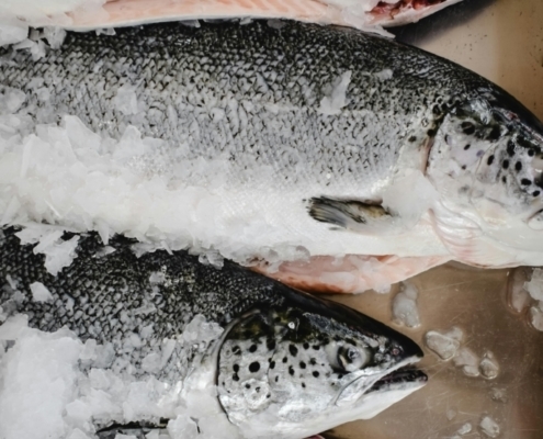 pacific-salmon-wholesale