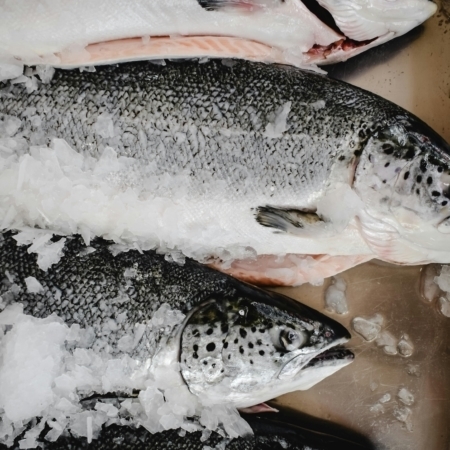 pacific-salmon-wholesale-seafood