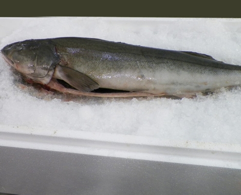 sablefish-vancouver-canada