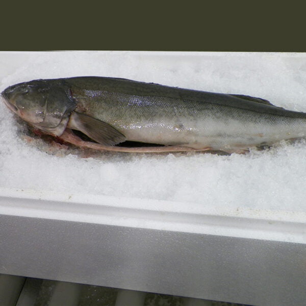 sablefish-wholesale-seafood