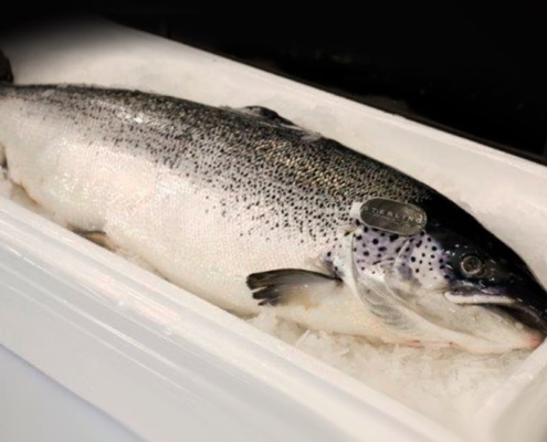 Fresh Farmed Atlantic Salmon salmon-wholesale-suppliers