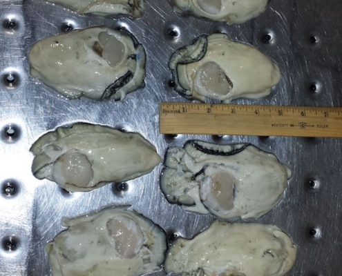 shucked-oyster-meat-buy-wholesale