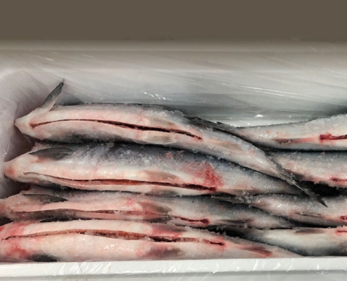 sockeye-salmon-canada