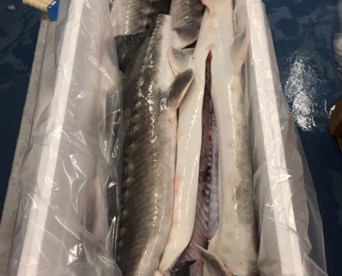 sturgeon-meat-canada