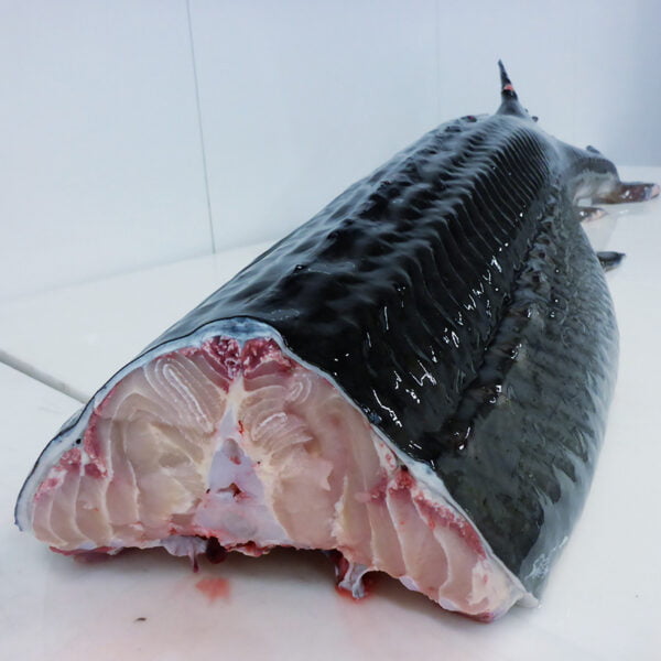 sturgeon-wholesale-seafood