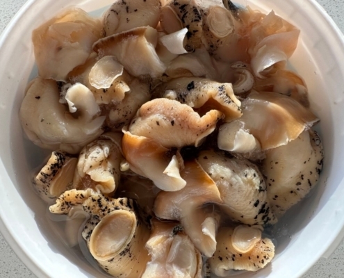 whelk-meat-australia