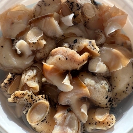whelk-meat-wholesale-seafood