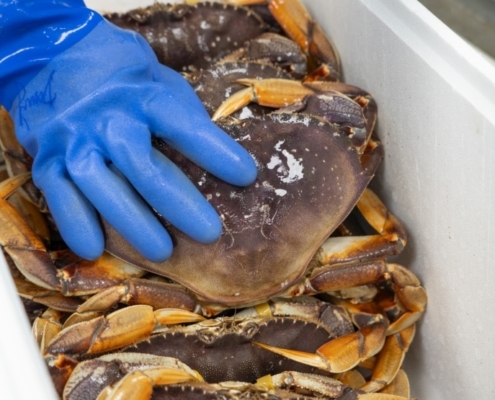 Live Dungeness Crab wholesale-dungeness-crab