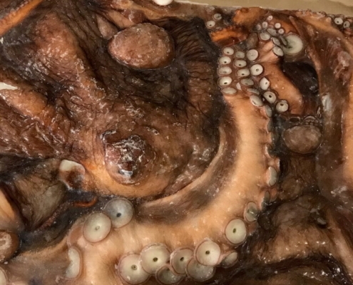 Frozen Wild Pacific Octopus wholesale-frozen-octopus-supplier