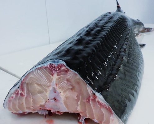 wholesale-sturgeon-fish-for-sale