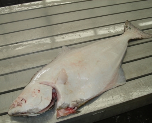 wild-pacific-halibut